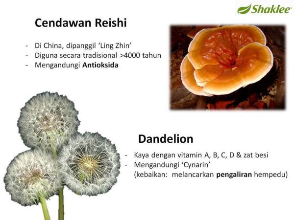 DTX Shaklee ,Pengedar Shaklee kepala batas,shaklee bertam,shaklee sungai petani,shaklee bukit mertajam,shaklee butterworth,shaklee penang,shaklee kedah,shaklee utara,shaklee perak,shaklee nibong tebal,shaklee seberang perai,shaklee bertam,shaklee bertam putra ,shaklee bertam perdana,Shaklee prai,Shaklee penaga,Shaklee Bandar perda,shaklee indonesia ,shaklee taiwan,shaklee sabah,shaklee malaysia,shaklee penaga